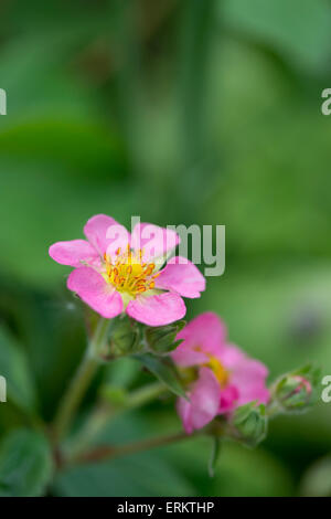 Fragaria × Potentilla Hybriden. Rosa Erdbeere Blumen Stockfoto
