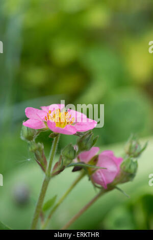 Fragaria × Potentilla Hybriden. Rosa Erdbeere Blumen Stockfoto