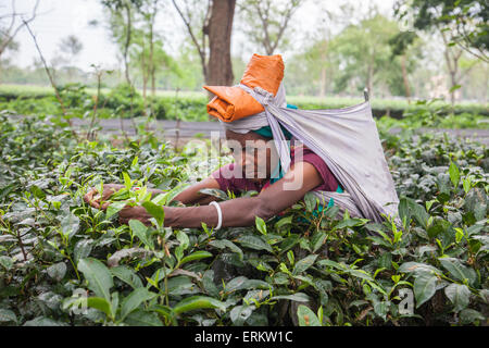 Frau Tee sammeln lässt, harten Arbeit, da es sehr schwierig zu entwirren der dichten Büschen, Bagdogra, Darjeeling, Indien Stockfoto