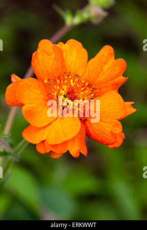 Nahaufnahme von einzelne Blume des Sommers blühen lange Geum "Völlig Tangerine" Stockfoto