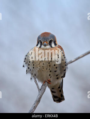 American Kestrel (Sperber) (Falco Sparverius), Männlich, Bosque del Apache National Wildlife Refuge, New Mexico, USA Stockfoto