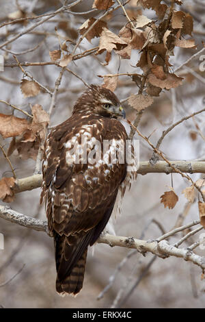 Rot - angebundener Falke (Buteo Jamaicensis), juvenile, Bosque del Apache National Wildlife Refuge, New Mexico, Deutschland Stockfoto