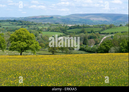 Llandrindod Wells, Powys, UK. 4. Juni 2015. Schönen warmen, sonnigen Tag in Mid Wales. Bildnachweis: Graham M. Lawrence/Alamy Live-Nachrichten. Stockfoto