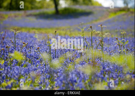 Llandrindod Wells, Powys, UK. 4. Juni 2015. Glockenblumen blühen immer noch auf einen schönen warmen, sonnigen Tag in Mid Wales. Bildnachweis: Graham M. Lawrence/Alamy Live-Nachrichten. Stockfoto