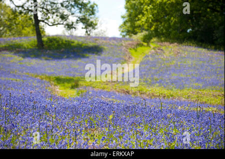 Llandrindod Wells, Powys, UK. 4. Juni 2015. Glockenblumen blühen immer noch auf einen schönen warmen, sonnigen Tag in Mid Wales. Bildnachweis: Graham M. Lawrence/Alamy Live-Nachrichten. Stockfoto