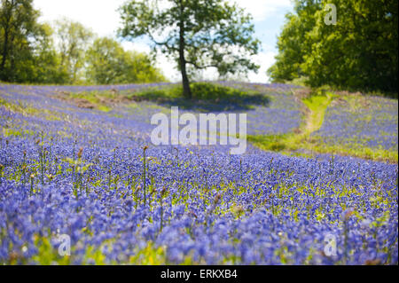 Llandrindod Wells, Powys, UK. 4. Juni 2015. Glockenblumen blühen immer noch auf einen schönen warmen, sonnigen Tag in Mid Wales. Bildnachweis: Graham M. Lawrence/Alamy Live-Nachrichten. Stockfoto