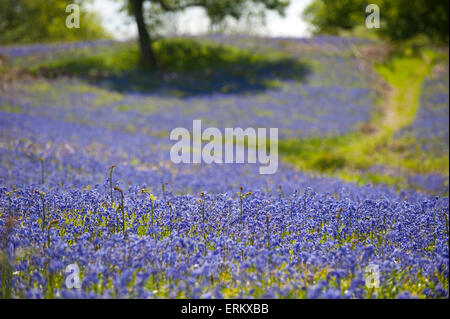 Llandrindod Wells, Powys, UK. 4. Juni 2015. Glockenblumen blühen immer noch auf einen schönen warmen, sonnigen Tag in Mid Wales. Bildnachweis: Graham M. Lawrence/Alamy Live-Nachrichten. Stockfoto