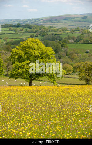 Llandrindod Wells, Powys, UK. 4. Juni 2015. Butterblume Blumen bedecken Felder um Llandrindod Wells auf einen schönen warmen, sonnigen Tag in Mid Wales. Bildnachweis: Graham M. Lawrence/Alamy Live-Nachrichten. Stockfoto