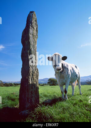 Aussehende E am Ty Gwyn Bronzezeit Stein mit einer Pose Färse auf einen auffällig hohen Punkt W von Cwm Cadnant, Anglesey stehen. Stockfoto