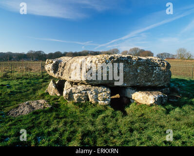 Aussehende NW am Eingang zur Grabkammer Lligwy neolithische Grab, Anglesey, mit seiner massiven Kalkstein Deckstein C 25 Tonnen. Stockfoto