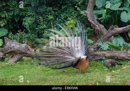 Zwei Pfau - eine offene Heck im Dschungel Regenwald Hintergrund Stockfoto