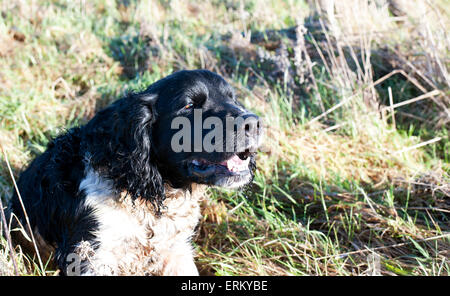 Spaniel hautnah Stockfoto