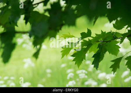 Sorbus Torminalis. Elsbeere Blatt Detail im Frühjahr. UK Stockfoto