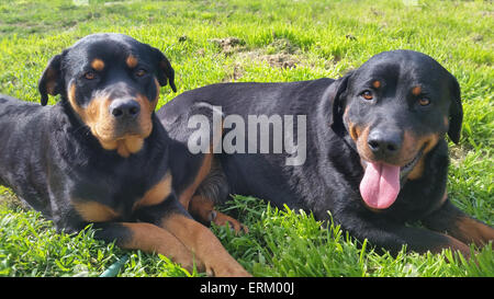 Glücklich Rottweiler in Rasen Stockfoto