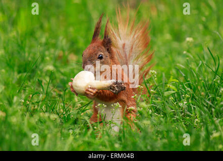 Eichhörnchen Essen Feld Pilz in Grasgrün Stockfoto