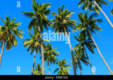Hoch aufragende Kokospalmen gegen wolkenloser blauer Himmel Stockfoto