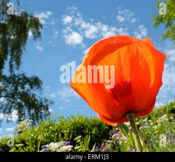 Sommer in Titley, Herefordshire, England Juni 2015. Eine riesige Mohn Blume genießt seinen Tag in der warmen Sonne in einem Garten Herefordshire. Die kurzlebige Blüte dauert nur ein paar Tage aber heißen trockenen Wetter genießen. Stockfoto