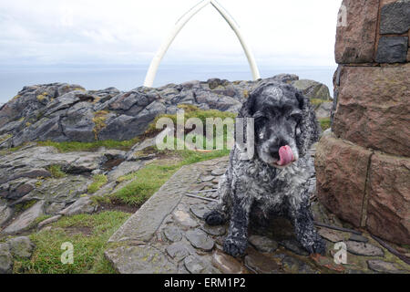 Cocker-Spanier, leckte sich die Lippen, an Spitze des North Berwick rechts Stockfoto