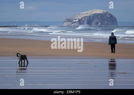 Frau und Hund spazieren am Strand, Bass Rock in Ferne Stockfoto