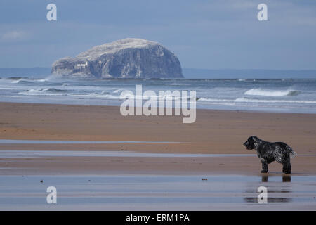 Hund am Strand, Bass Rock in Ferne Stockfoto