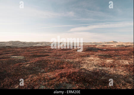 Dünenlandschaft - Dänemark West Stockfoto