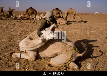 Die Haltestelle in Dongola, Sudan ist ein guter Zeitpunkt für Kamel Fuß Reparatur. Später verlassen die Kamelen Gruppen zusammen für den Rahmen. Stockfoto