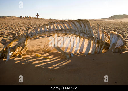 Kamelknochen in den Sand zwischen Dongola, Sudan und der ägyptischen Grenze. Am Ende eine Anzahl von Kamelen machen Sie es nicht. Stockfoto