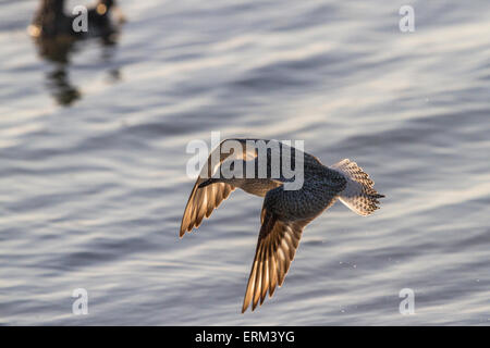 Schwarzbäuchigen Regenpfeifer (Pluvialis Squatarola) fliegen entlang der Untiefen in den Florida Everglades Stockfoto