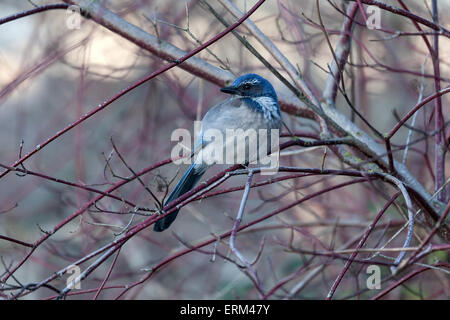 Westlichen Peeling Jay thront auf Ast im Winter Stockfoto