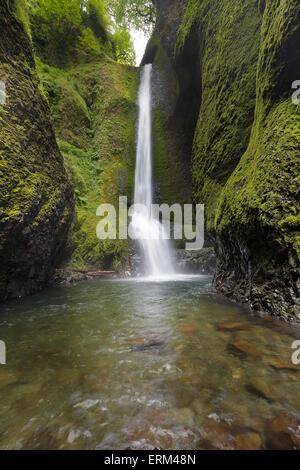 Lower Oneonta Falls am Columbia River Gorge National Scenic Forest in Oregon Stockfoto