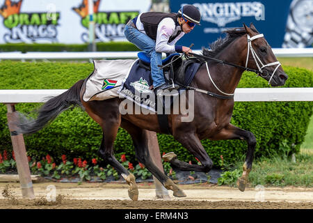 Elmont, New York, USA. 4. Juni 2015. 4. Juni 2015: Mubtaahij, trainiert von Mike De Kock, Übungen zur Vorbereitung auf die 147. läuft der Belmont Stakes in Elmont, New York. John Voorhees/ESW/CSM/Alamy Live-Nachrichten Stockfoto