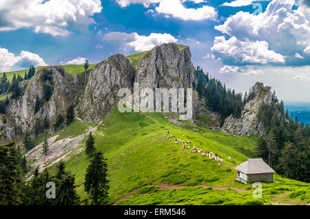 Berglandschaft mit Schafstall in Karpaten, Rumänien. Herde von Ziegen und Schafen auf einem Bauernhof in den Bergen. Stockfoto