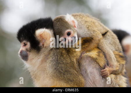 Bolivianische (schwarz-kappige) Eichhörnchenaffenmutter und Baby, das Baby auf dem Rücken trägt (Saimiri boliviensis) aus der Nähe Stockfoto