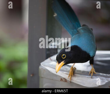 Jugendlicher Yucatan jay (Cyanocorax yucatanicus)-Vogel hoch oben auf dem Mülleimer. Stockfoto