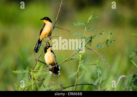 Ein paar schwarz-capped Donacobius Donacobius Atricapilla, Pantanal, Mato Grosso, Brasilien, Südamerika Stockfoto