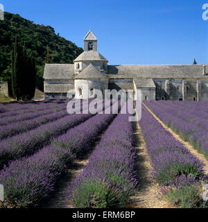 Lavendel Feld, Abbaye de Senanque, in der Nähe von Gordes, Vaucluse, Provence, Frankreich, Europa Stockfoto