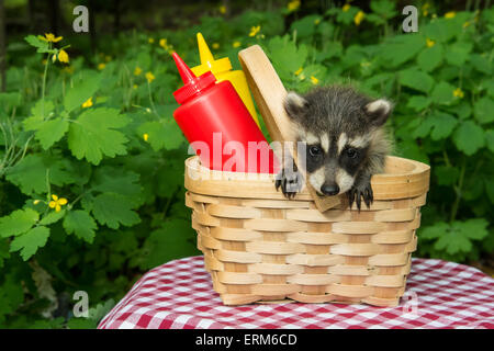 Baby Waschbär in einen Picknick-Korb Stockfoto