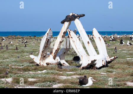 Alte Anker in Laysan Albatros Kolonie, Schlacht von Midway National Memorial Stockfoto