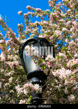 Blühende Kirschbäume und Gusseisen Laternenpfahl, Central Park, New York Stockfoto