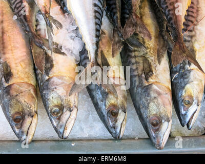 Frische ganze Fische, Chinatown Fischmarkt, NYC, USA Stockfoto