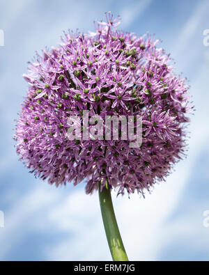 Allium Gigantium Blume gegen einen blauen, wispy Himmel Stockfoto