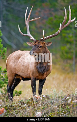 Wapiti Stier Elch stehend im Waldlichtung, Rocky Mountains, Kanada Stockfoto