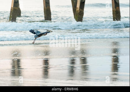 Ein Graureiher nimmt Flug entlang der Küste in Jacksonville Beach, Florida. Stockfoto