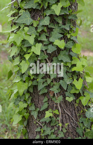 Grünen Efeu Pflanze kriechend auf Baumstamm. Natur-Hintergrund. Stockfoto