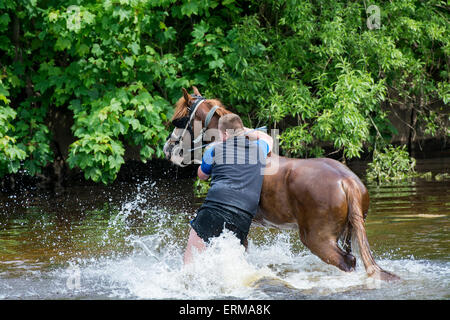 Appleby, Cumbria, UK. 4. Juni 2015. Pferde werden gewaschen / im Fluss Eden in Appleby Appleby Horse Fair 2015 geritten. Bildnachweis: Wayne HUTCHINSON/Alamy Live-Nachrichten Stockfoto