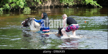 Appleby, Cumbria, UK. 4. Juni 2015. Pferde werden gewaschen / im Fluss Eden in Appleby Appleby Horse Fair 2015 geritten. Bildnachweis: Wayne HUTCHINSON/Alamy Live-Nachrichten Stockfoto