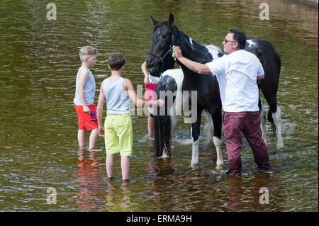 Appleby, Cumbria, UK. 4. Juni 2015. Pferde werden gewaschen / im Fluss Eden in Appleby Appleby Horse Fair 2015 geritten. Bildnachweis: Wayne HUTCHINSON/Alamy Live-Nachrichten Stockfoto