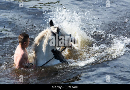 Appleby, Cumbria, UK. 4. Juni 2015. Pferde werden gewaschen / im Fluss Eden in Appleby Appleby Horse Fair 2015 geritten. Bildnachweis: Wayne HUTCHINSON/Alamy Live-Nachrichten Stockfoto