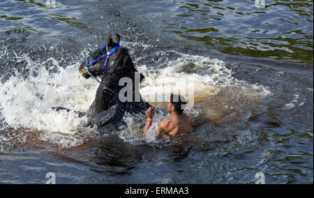 Appleby, Cumbria, UK. 4. Juni 2015. Pferde werden gewaschen / im Fluss Eden in Appleby Appleby Horse Fair 2015 geritten. Bildnachweis: Wayne HUTCHINSON/Alamy Live-Nachrichten Stockfoto