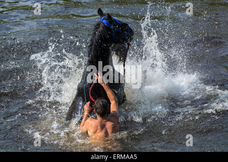 Appleby, Cumbria, UK. 4. Juni 2015. Pferde werden gewaschen / im Fluss Eden in Appleby Appleby Horse Fair 2015 geritten. Bildnachweis: Wayne HUTCHINSON/Alamy Live-Nachrichten Stockfoto